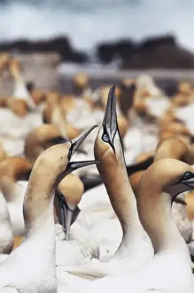Images Dated 10th June 2014: South Africa, Western Cape, High jinks in the gannet colony