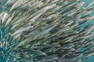 Sardine Prints: South African sardine (Sardinops sagax) Forming baitball, Sardine run, Eastern Cape