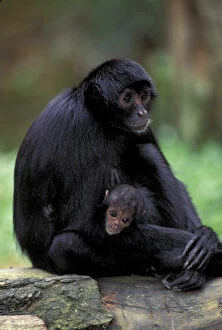 South America, Amazon. Black Spider Monkey (Ateles paniscus)