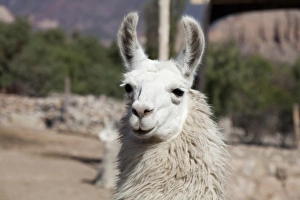 Images Dated 10th April 2011: South America, Argentina