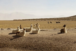 Images Dated 6th June 2011: South America, Argentina