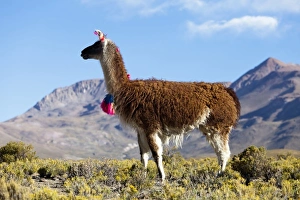 Images Dated 11th September 2011: South America, Argentina