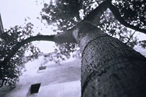 South America, Argentina, Buenos Aires, San Telno. Knobby Tree