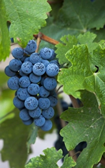 South America, Argentina, Mendoza. Grapes on the vine at Club Tapiz hotel and vineyard