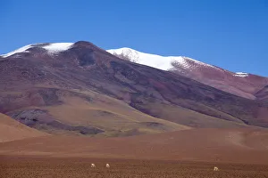 Vicuna Prints: South America, Argentina, Province Catamarca, vicunas in the high plateau