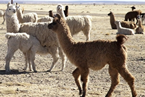 Images Dated 22nd May 2011: South America, Argentina, Province Jujuy, Department Santa Catalina, lama herd in