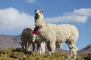 Images Dated 11th September 2011: South America, Argentina, Province Jujuy - decorated lama herd in the Puna, the highlands
