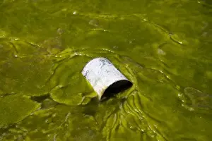 Images Dated 11th September 2011: South America, Argentina, Province Jujuy - slime in a small lagune in the Puna