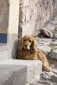 Images Dated 31st May 2011: South America, Argentina, Province Salta, Iruya. Street dogs in the village