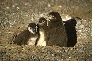South America, Argentina, Punta Tombo, Chubut Province. Seasonal nesting grounds South America, Argentina, Punta Tombo, Chubut Province. Seasonal nesting grounds