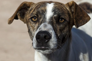 Street Dogs Prints: South America, Argentina - street dog