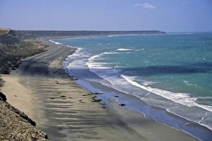 Images Dated 14th July 2010: South America, Argentina, Valdes Peninsula. Sea Lion colony of the Peninsula