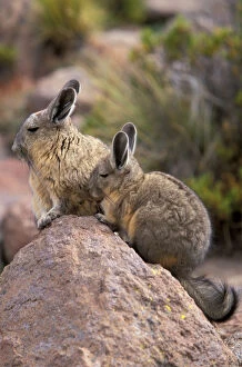 South America, Bolivia, Altiplano Mountain viscacha