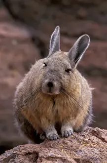 South America, Bolivia, Altiplano Mountain Viscacha