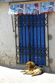 Shade Prints: South America, Bolivia, La Paz. Dog of La Paz
