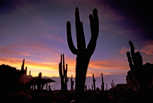 Images Dated 24th March 2005: South America, Bolivia, Uyuni. Isla de Pescado