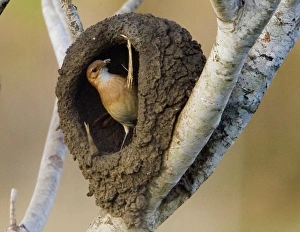 South America, Brazil