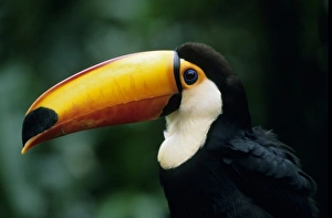 South America, Brazil