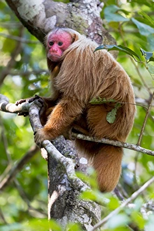 Images Dated 14th September 2015: South America, Brazil, The Amazon, Manaus, Amazon EcoPark Jungle Lodge, bald uakari monkey