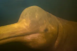 Images Dated 15th September 2015: South America, Brazil, The Amazon, Manaus, Rio Negro, pink river dolphin, Inia geoffrensis