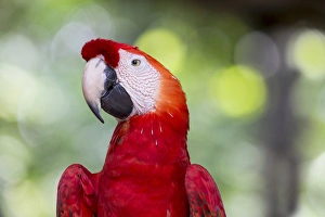 Images Dated 14th September 2015: South America, Brazil, The Amazon