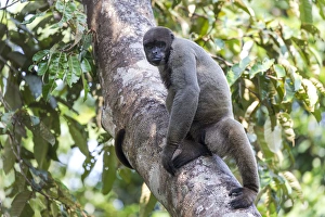 Images Dated 14th September 2015: South America, Brazil, The Amazon