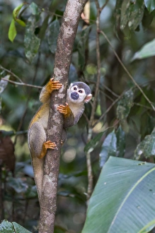 Images Dated 14th September 2015: South America, Brazil, The Amazon