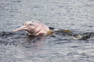 Powerful Prints: South America, Brazil, The Amazon, Manaus, Rio Negro, pink river dolphin, Inia geoffrensis