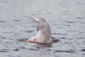 Images Dated 15th September 2015: South America, Brazil, The Amazon, Manaus, Rio Negro, pink river dolphin, Inia geoffrensis