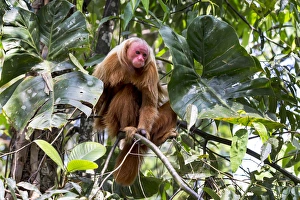 Images Dated 14th September 2015: South America, Brazil, The Amazon, Manaus, Amazon EcoPark Jungle Lodge, bald uakari monkey