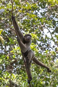Images Dated 14th September 2015: South America, Brazil, The Amazon