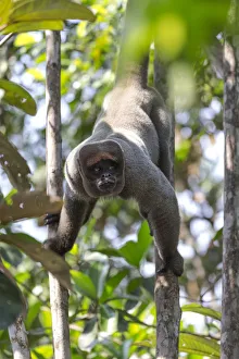 Images Dated 14th September 2015: South America, Brazil, The Amazon