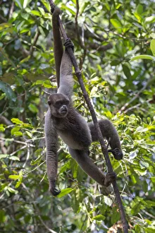 South America, Brazil, The Amazon, Manaus, Amazon EcoPark Jungle Lodge South America, Brazil, The Amazon, Manaus, Amazon EcoPark Jungle Lodge