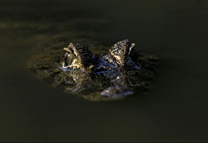 Images Dated 30th August 2007: South America, Brazil, Amazon Rainforest, Pantanal. Spectacled Caiman