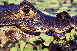 Images Dated 30th August 2007: South America, Brazil, Amazon Rainforest, Pantanal. Spectacled Caiman