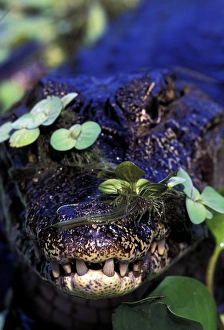 Images Dated 30th August 2007: South America, Brazil, Amazon Rainforest, Pantanal. Spectacled Caiman