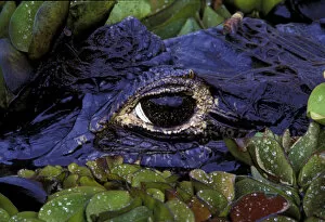 Images Dated 30th August 2007: South America, Brazil, Amazon Rainforest, Pantanal. Spectacled Caiman