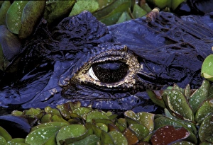 Images Dated 30th August 2007: South America, Brazil, Amazon Rainforest, Pantanal. Spectacled Caiman