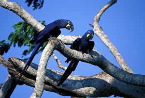 Images Dated 30th August 2007: South America, Brazil, Amazon Rainforest, Pantenal. Hyacinth Macaws