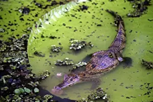 South America, Brazil, Amazon. Spectacled Caiman resting on Amazon lilypad