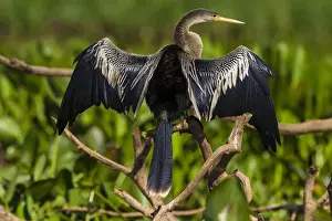 Ralph H Bendjebar Prints: South America. Brazil. An anhinga (Anhinga anhinga) drying its wings in the sun