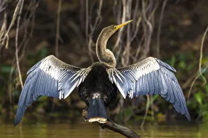 Images Dated 26th September 2012: South America. Brazil. An anhinga (Anhinga anhinga) drying its wings in the sun