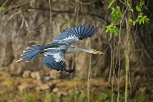 Images Dated 28th September 2014: South America. Brazil. An anhinga (Anhinga anhinga) flying along a river bank in the Pantanal
