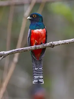 Ralph H Bendjebar Prints: South America. Brazil. A blue-crowned trogon (Trogon curucui) commonly found in the Pantanal