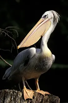 Seabird Prints: South America, Brazil. Brown Pelican (Pelecanus occidentalis)