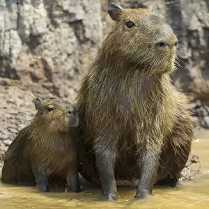 Brazil Prints: South America. Brazil. A capybara (Hydrochoerus hydrochaeris) is a rodent commonly