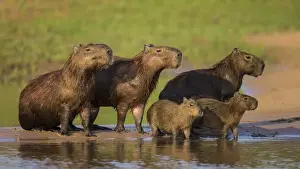 Brazil Prints: South America. Brazil. A capybara (Hydrochoerus hydrochaeris) is a rodent commonly