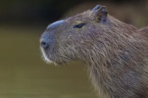 Rodent Prints: South America. Brazil. A capybara (Hydrochoerus hydrochaeris) is a rodent commonly