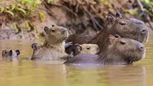 Brazil Prints: South America. Brazil. Capybaras (Hydrochoerus hydrochaeris) are rodents commonly