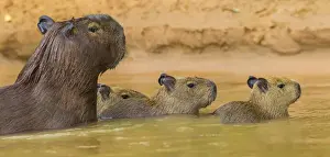Images Dated 26th September 2012: South America. Brazil. Capybaras (Hydrochoerus hydrochaeris) are rodents commonly